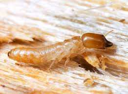 termites