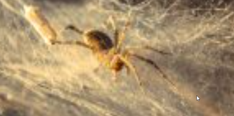 Queanbeyan Spider Pest Control