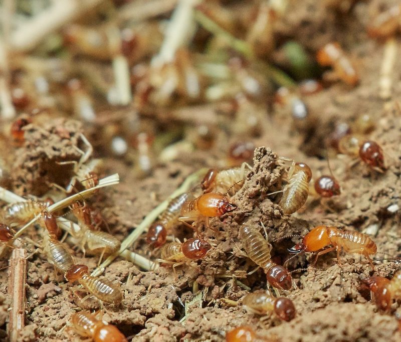 Common Signs of Termite