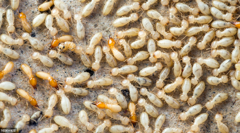 Termites Domination